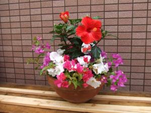 夏の寄せ植え｜「花の店けむりやま」　（東京都東大和市の花キューピット加盟店 花屋）のブログ